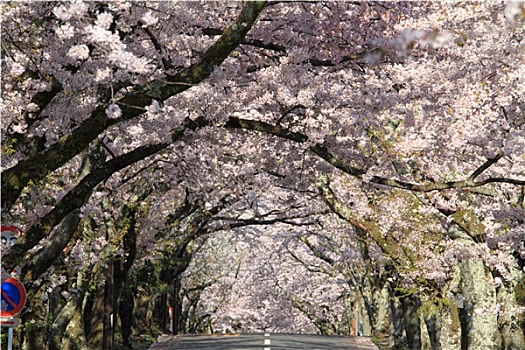 隧道,樱花,高地,静冈,日本