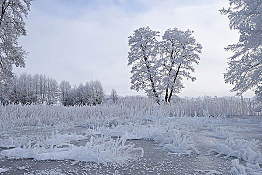 风景,冰冻,水塘,普通,桤木,普通赤杨,树,冬天,普拉蒂纳特,巴伐利亚,德国