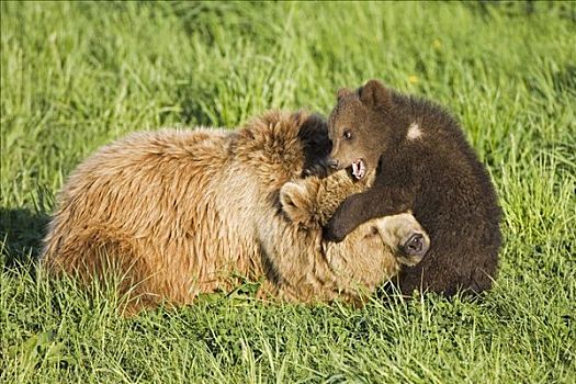 母兽,幼兽,玩,棕熊
