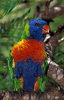 彩虹,彩虹鹦鹉,成年,漂亮,彩色,澳大利亚