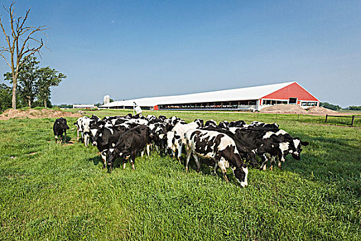 黑白花牛,草场,乳业,谷仓,背景,威斯康辛,美国