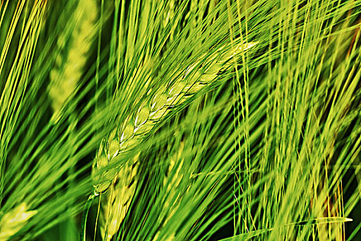 绿色,地点,大麦