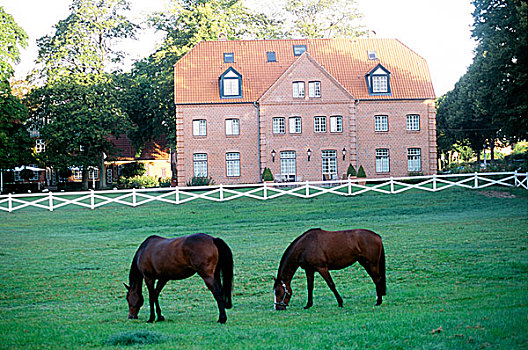 两个,马,放牧,正面,酒店,德国