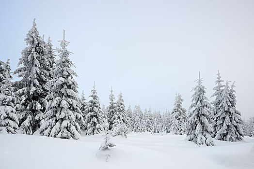 树林,云杉,雪,雾,白色,风景,冬天,哈尔茨山,国家公园,萨克森安哈尔特,德国,欧洲