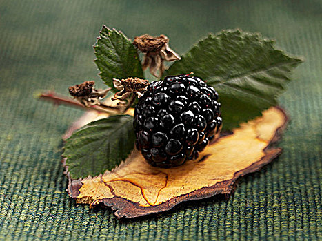 黑莓,块,树皮