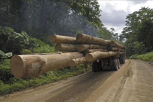 卡车,木料,伐木,区域,丹浓谷保护区,婆罗洲,马来西亚