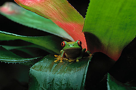 红眼树蛙,凤梨科植物