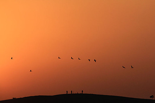 橙色天空中一群高飞黑颈鹤的剪影