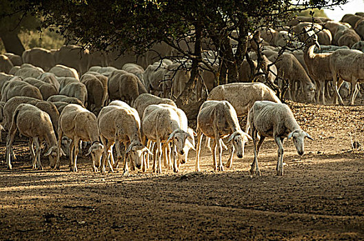 绵羊,牧群