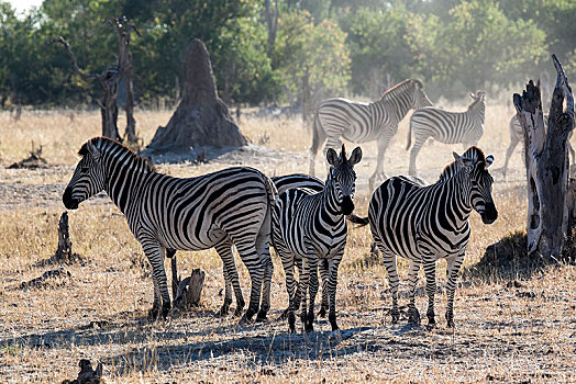 斑马,马,莫雷米禁猎区,博茨瓦纳,非洲