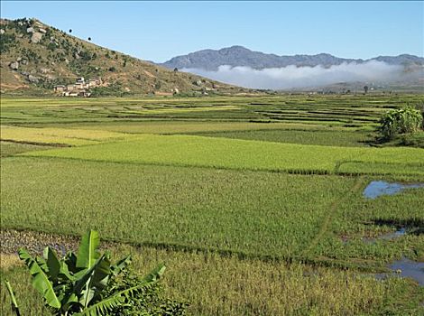 稻田,高地,乡村,南,马达加斯加