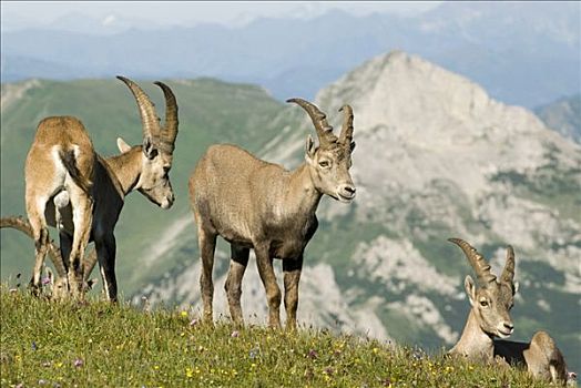 阿尔卑斯野山羊,羱羊,艾森埃尔茨,施蒂里亚,奥地利,欧洲