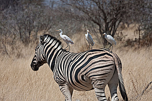 纳米比亚,埃托沙国家公园,斑马,三个,白鹭,栖息