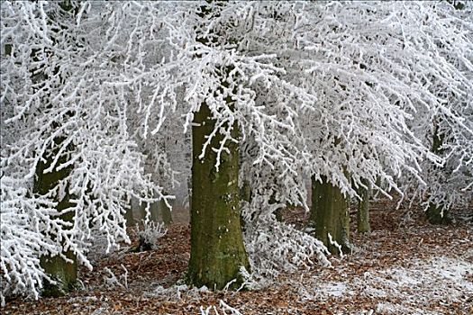 霜冻,树,边缘,黑森州,德国,欧洲