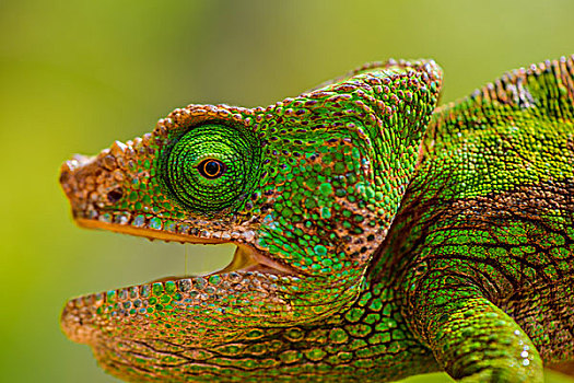 madagascar马达加斯加chameleon变色龙微距摄影开口