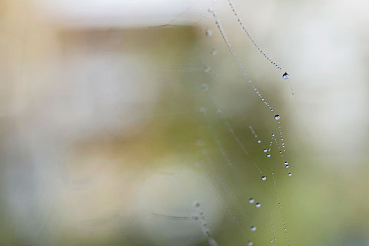 水滴,上网,蜘蛛,康斯坦茨,巴登符腾堡,德国,欧洲