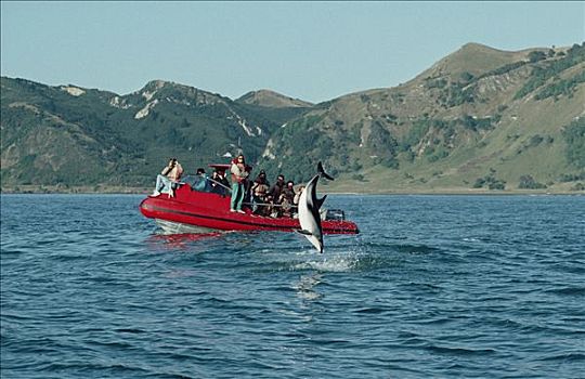 海豚,看,船,跳跃,暗黑斑纹海豚,乌色海豚,新西兰