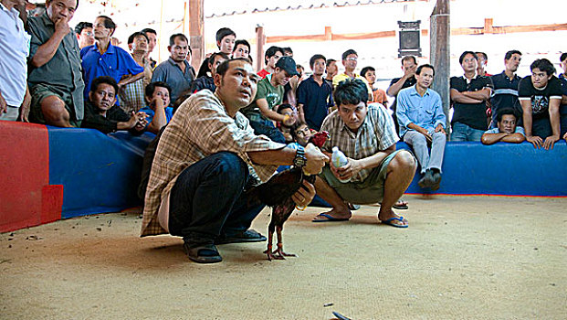 物主,争斗,公鸡,竞技场,泰国,一月,2007年