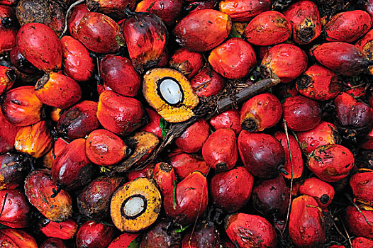 油,手掌,水果,展示,一个,分开,颗粒,北方,苏门答腊岛,印度尼西亚