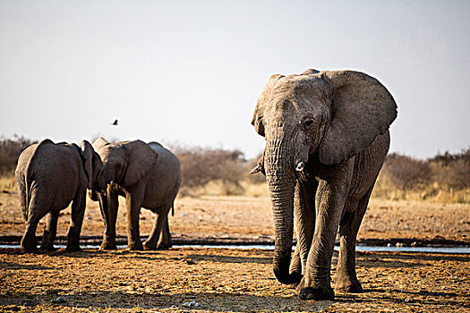 非洲象,打闹,水坑,晚上,埃托沙国家公园,纳米比亚,非洲