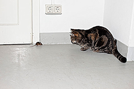 猫,鼠标,面对面