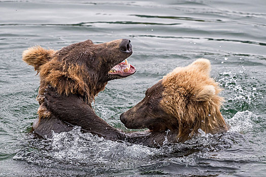 两个,幼兽,棕熊,玩,水,布鲁克斯河,卡特麦国家公园,阿拉斯加,美国,北美