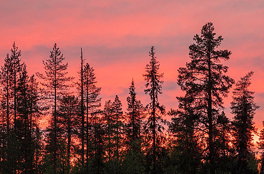 日落,剪影,树,粉红天空,后面,芬兰,欧洲
