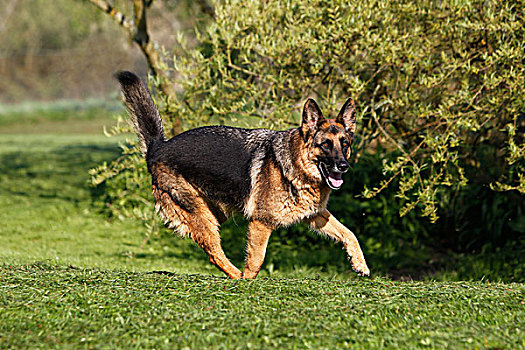 德国牧羊犬,狗,成年,跑,草坪