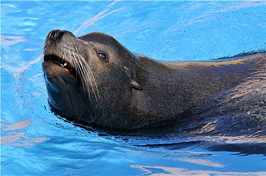 特写,加州海狮,游泳