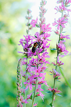 蜜蜂,收集,花蜜,紫罗兰,花