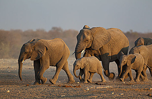 非洲象,饲养,牧群,急促,水坑,夜光,埃托沙国家公园,纳米比亚,非洲
