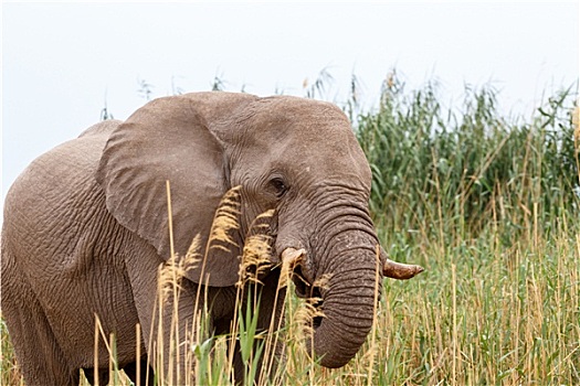 非洲象,埃托沙国家公园