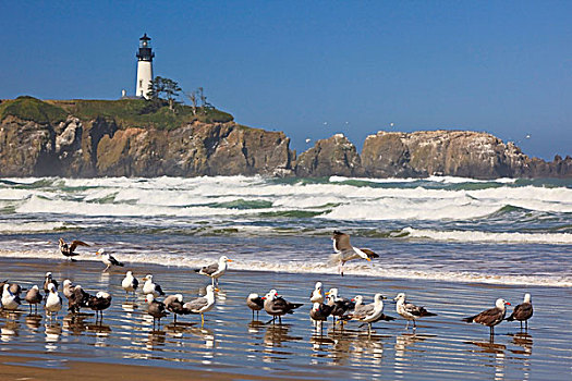 海鸥,海滩,俄勒冈海岸,俄勒冈,美国