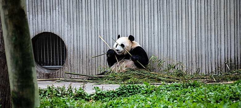 中国四川卧龙国宝大熊猫