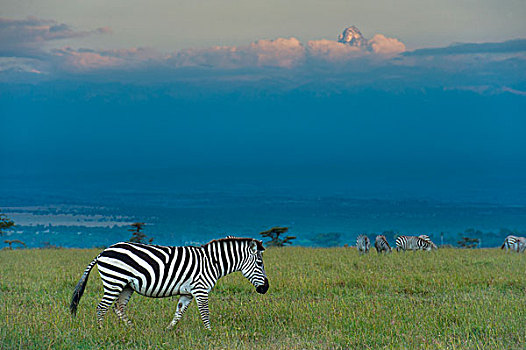 肯尼亚,斑马,草,山,正面,黄昏