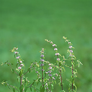 薄荷,花