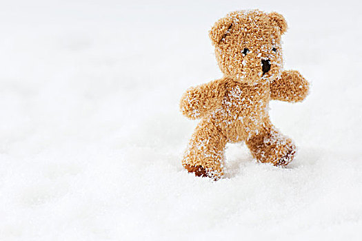 泰迪熊,雪中