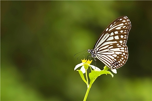 自然,黑脉金斑蝶