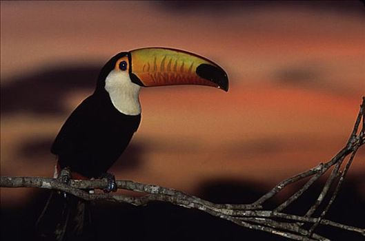 巨嘴鸟,巴西