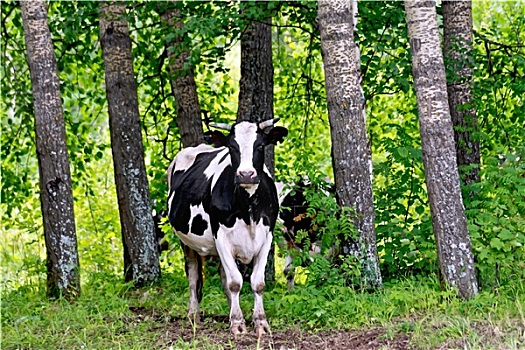 母牛,黑白,树林