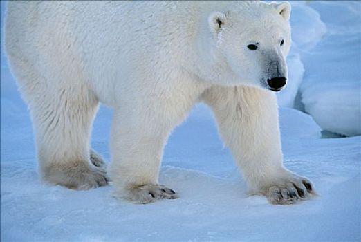北极熊,蓝色背景,冰