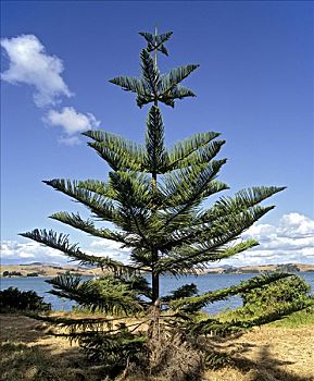 诺福克岛,松树,新西兰