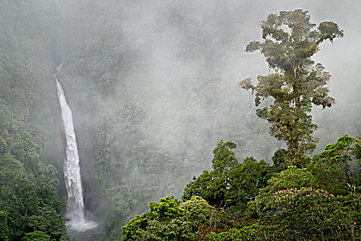 哥斯达黎加,雾林,山,靠近,瀑布