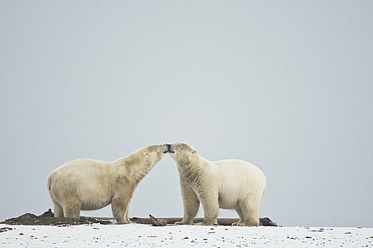一对,大,北极熊,问候,一个,早,秋天,区域,北极圈,国家野生动植物保护区,阿拉斯加