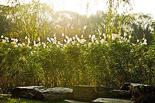 昆明湖,芦苇