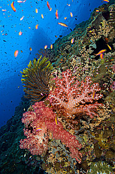 红色,软珊瑚,海百合,鱼,巴布亚新几内亚