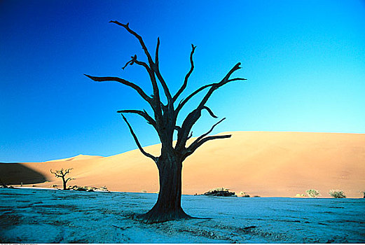 孤木,沙丘,纳米比诺克陆夫国家公园,纳米比亚,非洲