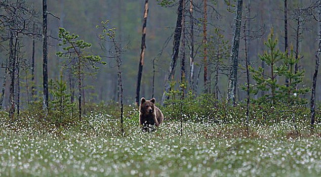 棕熊,羊胡子草,芬兰,针叶林带,北方,卡瑞里亚,欧洲