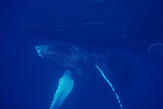 驼背鲸,大翅鲸属,鲸鱼,母牛,幼兽,毛伊岛,夏威夷,提示,照相
