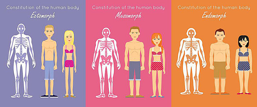 身体,宪法,矢量,概念,设计,身体部位,骨骼,肌肉,剪影,女人,男人,人